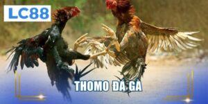 thomo đá gà